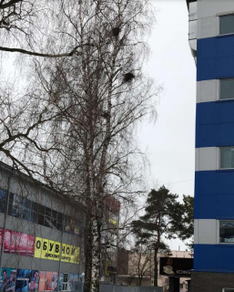 QIP Shot - Screen 239.png